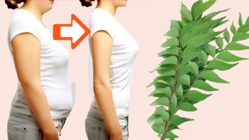 Weight Loss Leaf: मोटापे का दुश्मन है ये हरा पत्ता, पिघला सकता है पेट की जिद्दी चर्बी